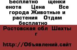 Бесплатно !!! щенки енота!! › Цена ­ 1 - Все города Животные и растения » Отдам бесплатно   . Ростовская обл.,Шахты г.